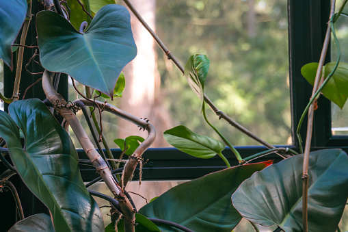 Large philodendron leaves in front of the window. Biophilia and eco concept.