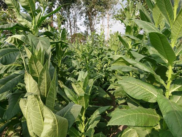 istock Lush, leafy tobacco plants 1323147011