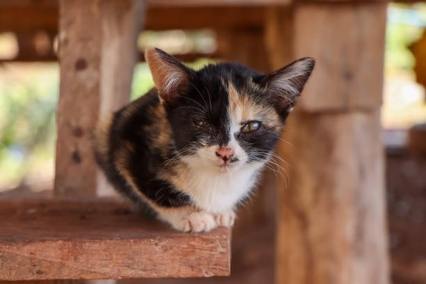 istock The cute kittens are hungry 1323147153