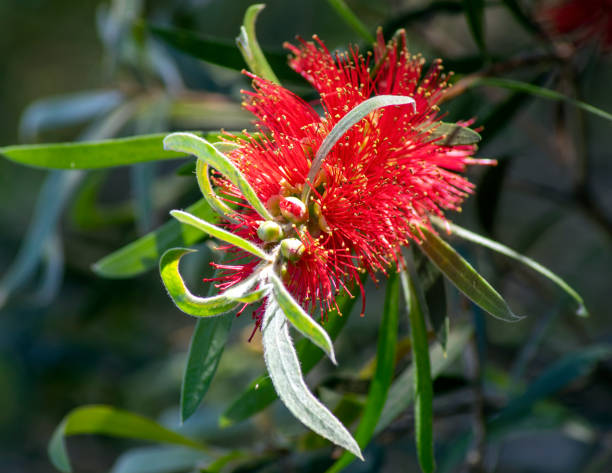 istock Australian native bottlebrush (callistemon) with red flowers 1323147937