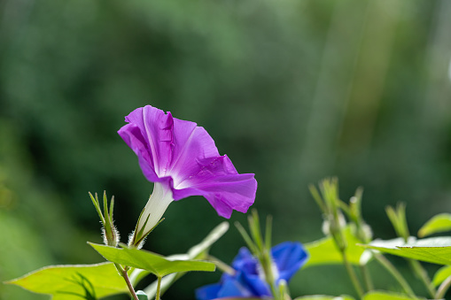 Pictures of pink morning glories with a forest background.