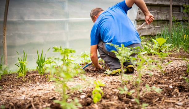 istock Mature Man Working in the Vegetable Garden on Sunny Spring Day 1323155399