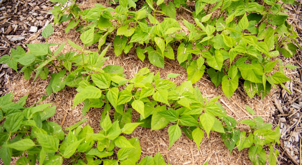 istock Garden beans seedlings planted in rows in the open ground 1323155402