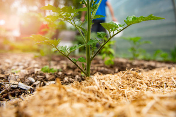 Mature Man Working in the Vegetable Garden on Sunny Spring Day. Unrecognizable man working on his permaculture garden with cherry tomato and other vegetables.