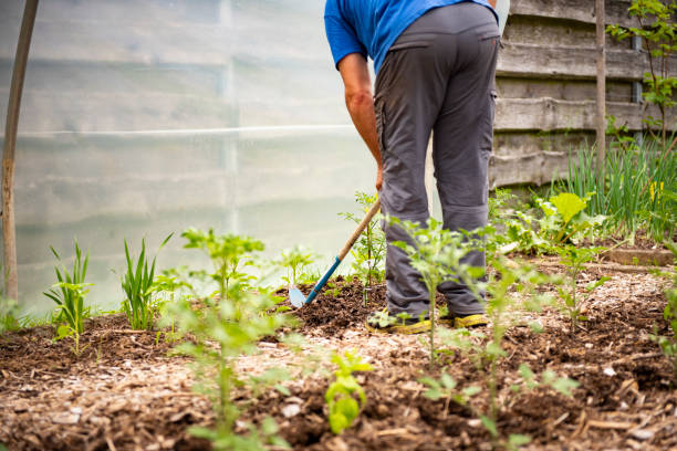 istock Mature Man Working in the Vegetable Garden on Sunny Spring Day 1323155411