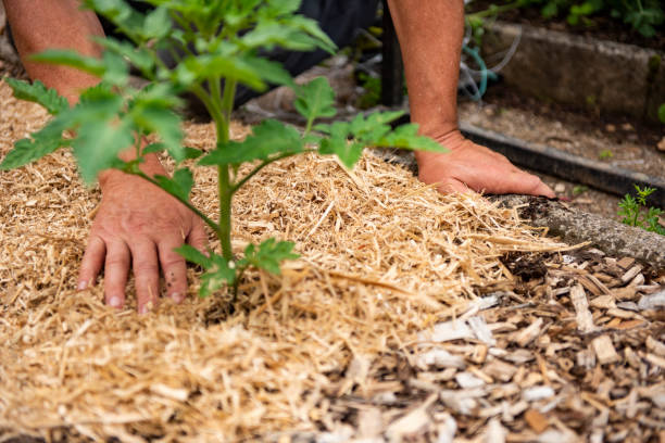 istock Mature Man Working in the Vegetable Garden on Sunny Spring Day 1323155416