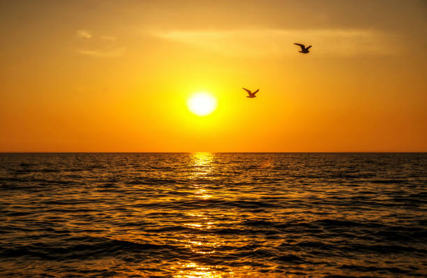 istock seagull flies over the sea at sunset 1323156091