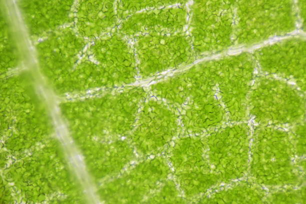 istock close up Stomatas  of plants cells find with microscope. 1323157361