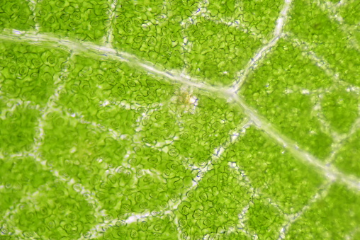 cierre para arriba Estomas de las células de las plantas encuentre con el microscopio. photo