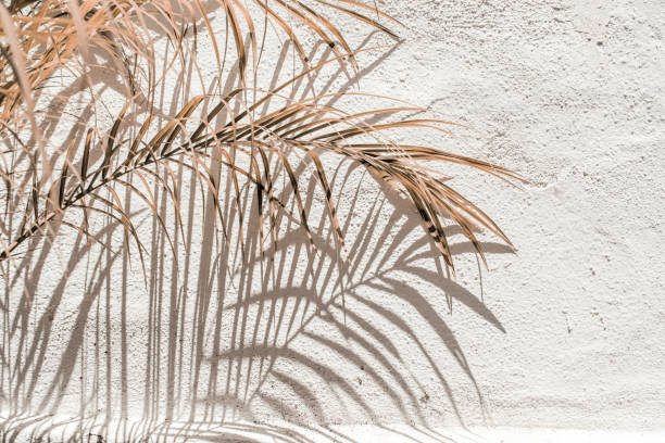 Dry palm foliage leaf branch on concrete wall. Dark sunlight shadows on the wall. Minimal floral composition Dry palm foliage leaf branch on concrete wall. Dark sunlight shadows on the wall. Minimal floral composition, horizontal hygge photos stock pictures, royalty-free photos & images