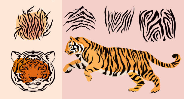Abctract set elements  safari tiger animal prints. Abctract set elements  safari tiger animal prints. Face head tiger. Exotic wild animal skin. Safari print. Vector illustration. tiger stock illustrations