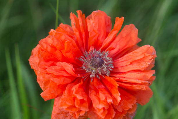 papaver orientale, восточный цветок мака крупным планом селективного внимания - oriental poppy стоковые фото и изображения