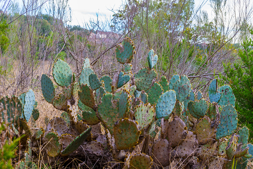 Cactus close-up.