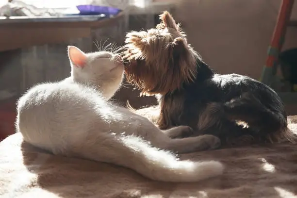 Photo of The dog and the cat lie together at home and bask, enjoy in the sunlight