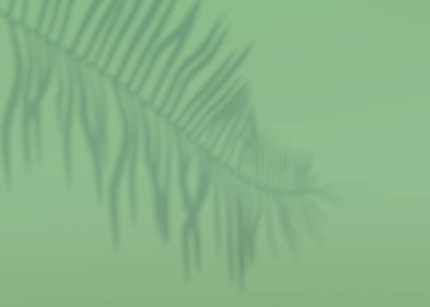 istock Abstract background of shadows palm leaves on a wall. 3d rendering. 1323161882