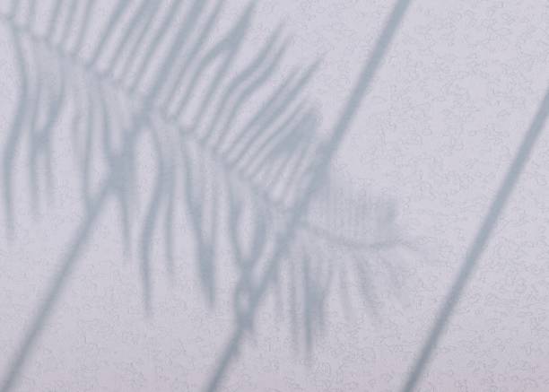 istock Abstract background of shadows palm leaves on a wall. 3d rendering. 1323161935