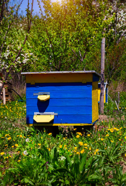 istock Beehive for bees in the spring garden. 1323166550