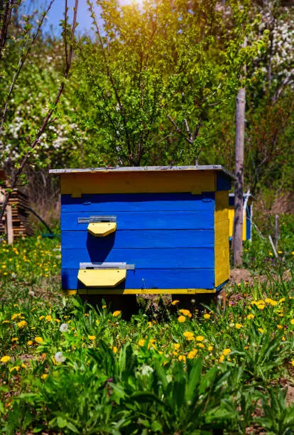 Beehive for bees in the spring garden.