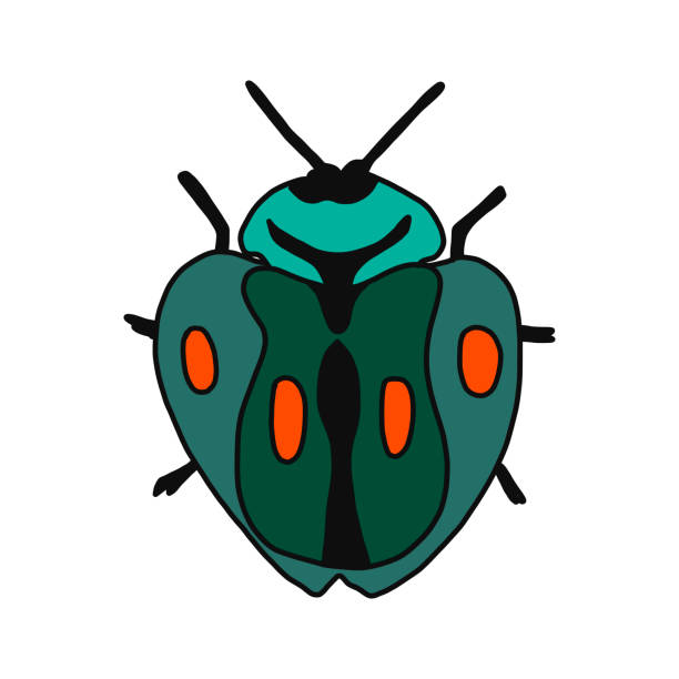 vector illustration of a hand drawn rose chafer .Flat design. insect isolated on a white background. It is suitable for children s books, postcards, fabrics, educational websites or apps vector illustration of a hand drawn rose chafer .Flat design. insect isolated on a white background. It is suitable for children s books, postcards, fabrics, educational websites or apps. rose chafer cetonia aurata stock illustrations