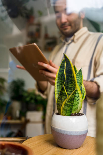 Male florist, owner of small business flower shop, using digital tablet while working on laptop against flowers and plants. Checking stocks, taking customer orders, selling products online. Daily routine of running a small business with technology florista masculino, propietario de una pequeña tienda de flores, usando tabletas digitales mientras trabajaba en computadora portátil contra flores y plantas. comprobación de existencias, toma de pedidos de clientes, venta de productos en línea. rutina