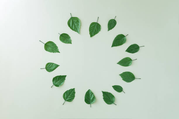 istock Green leaves arrange in circle on green background,top view, space for text 1323169147