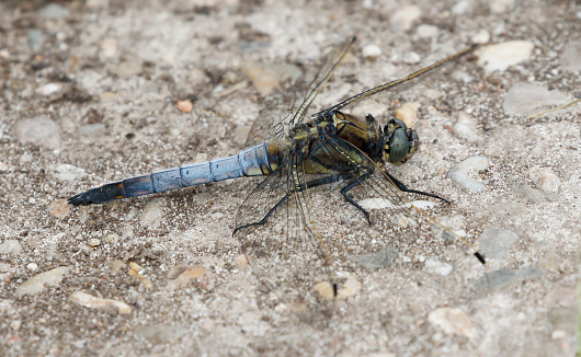 Known as 'blue arrows', the males of this active species, sheering fast and low above water or perching on open ground beside it, are one of the most familiar dragonfly sights in our area.\nRange and Status: Found throughout our area, with the exception of the northern Scandinavia. one of the most common species.\nHabitat: Larger standing or slow-flowing waters, generally open and often with margins without vegetation, such as lakes, sandpits, rivers and canals.\nFlight Season: From the end of April to the beginning of September, most abundant from June to August.\n\nThis is a common Species on the described Habitats in the Netherlands.