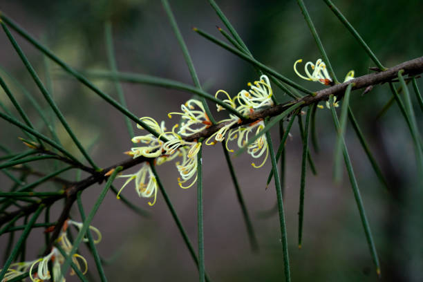 Hakea epiglottis Australian bush plant.