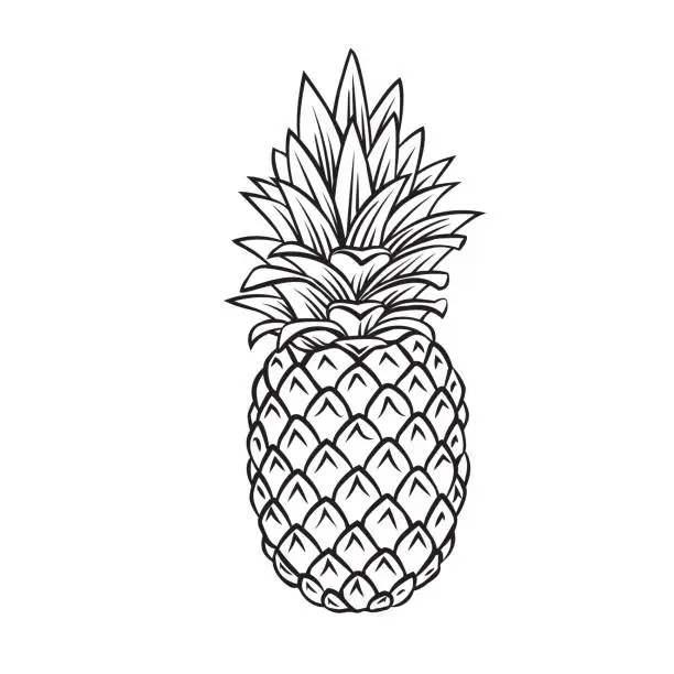 Vector illustration of Pineapple tropical fruit outline icon