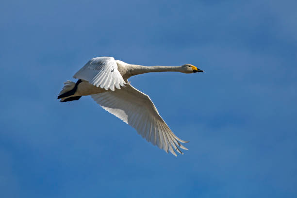 istock A beautiful white swan flying on the sky. 1323173763