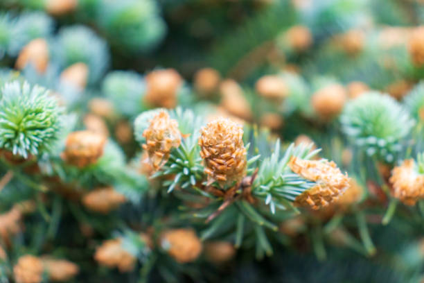 jeunes pommes de pin jaunes sur les branches - pinaceous photos et images de collection