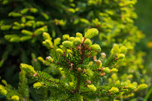 jeunes pommes de pin jaunes sur les branches - pinaceous photos et images de collection