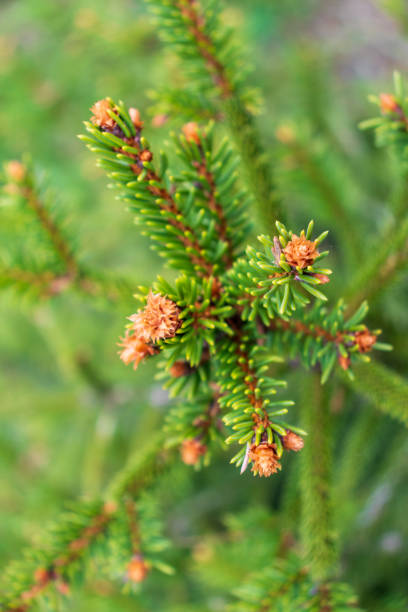 istock A young sapling of spruce grows in the ground. Sapling spruce planted by man. Forest management. Spruce painted against pests. Selective focus 1323174936