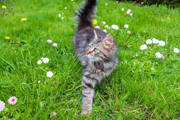 istock adorable meowing tabby kitten outdoors 1323175062