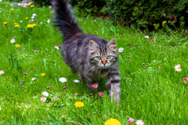 istock adorable meowing tabby kitten outdoors 1323175087
