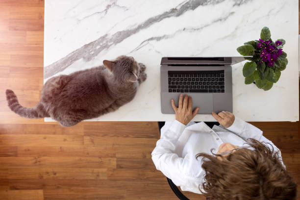istock Modern woman working at home with her cat 1323175134