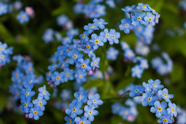 istock forget-me-flower on a white background 1323175175