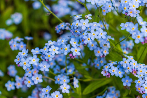 istock forget-me-flower on a white background 1323175232
