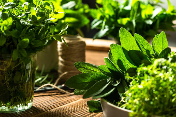 salvia or sage herb fresh ffrom herbs gardden on wooden table - gardden imagens e fotografias de stock