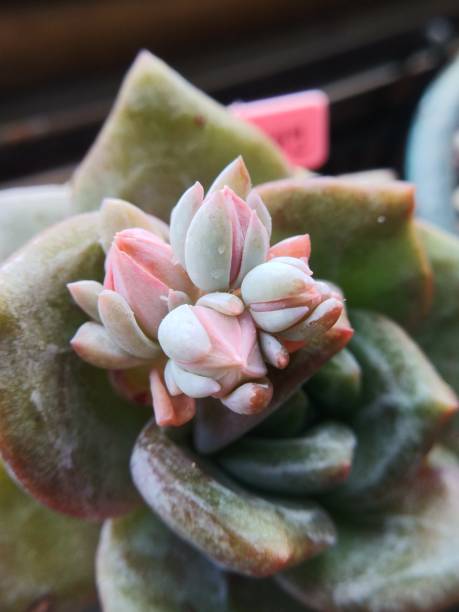 istock Korean succulent called 'G. Champagne'. Rosette close up. 1323176029