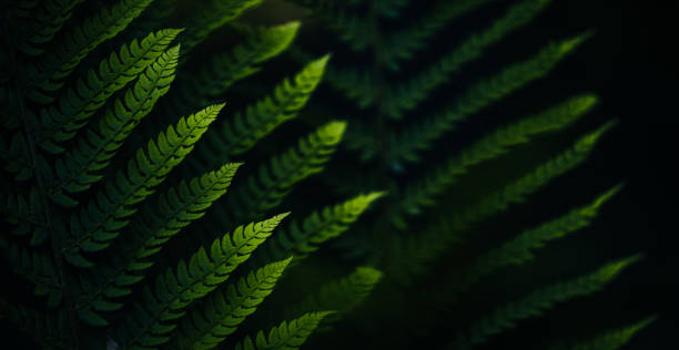 sfondo felce - fractal fern foto e immagini stock