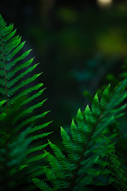 istock Green Fern Background 1323177592