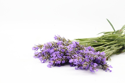 sprig of lavender, lavender, lavender or lavender on a white background (lavandula)