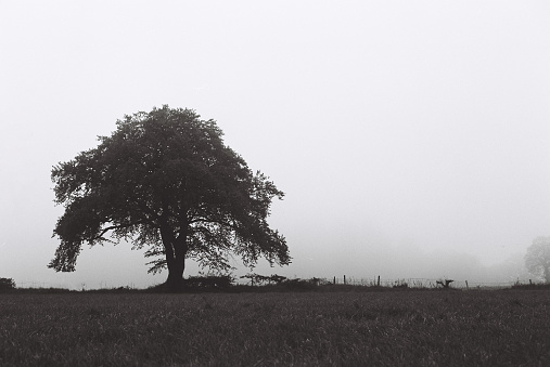 An oaktree in a field with fog and mist on an autumnal day