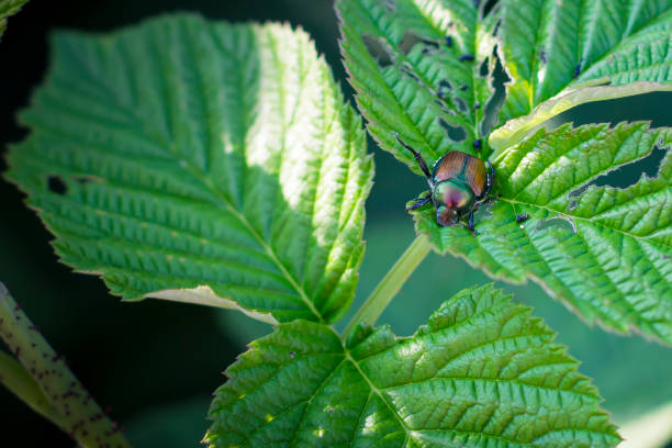 An adult japanese beetle (Popillia Japonica), a widespread invasive plant pest, feeding on a raspberry plant and skeletonizing its leaves. Background with copy space.