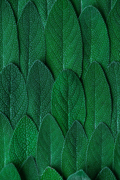 istock Close up Macro View on Sage or Salvia Leaves. Abstract Texture Background 1323181827