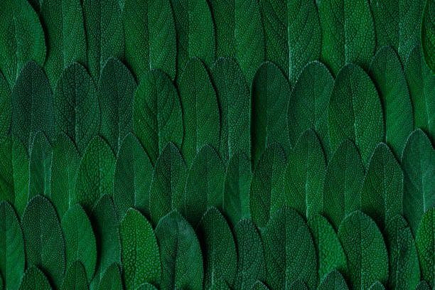 istock Close up Macro View on Sage or Salvia Leaves. Abstract Texture Background 1323181980