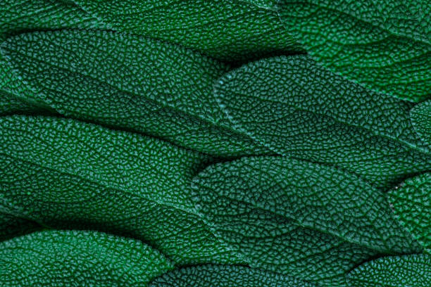 Sage or Salvia Leaves Macro Close Up view. Abstract Texture Background.