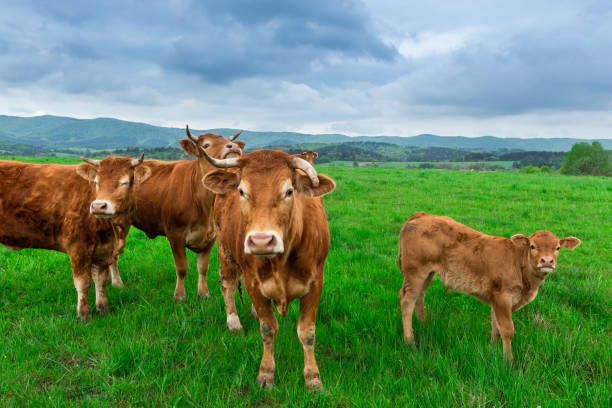 istock Herd of Cows Standing on Meadow and Looking Into Camera 1323182960