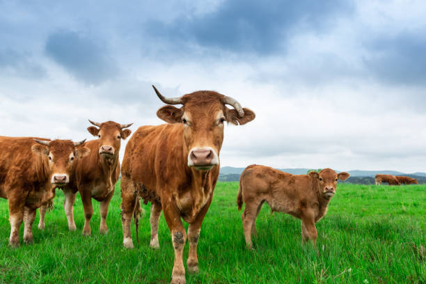 istock Curious Cows Looking at Camera. Grazing Herd of Cows with Young on Green Grass 1323183109