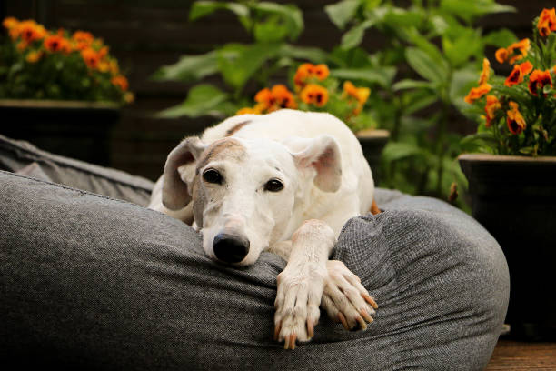 un beau galgo est couché dans le lit sur la terrasse au soleil - sight hound photos et images de collection